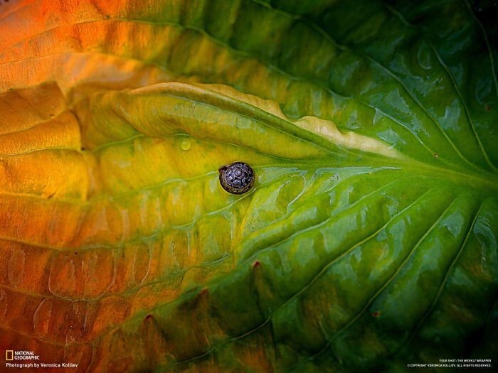 Красивые фотографии природы от National Geographic