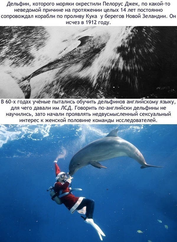 Малоизвестные и удивительные факты о дельфинах