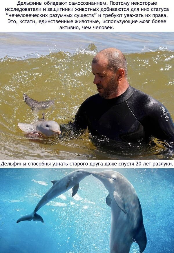 Малоизвестные и удивительные факты о дельфинах