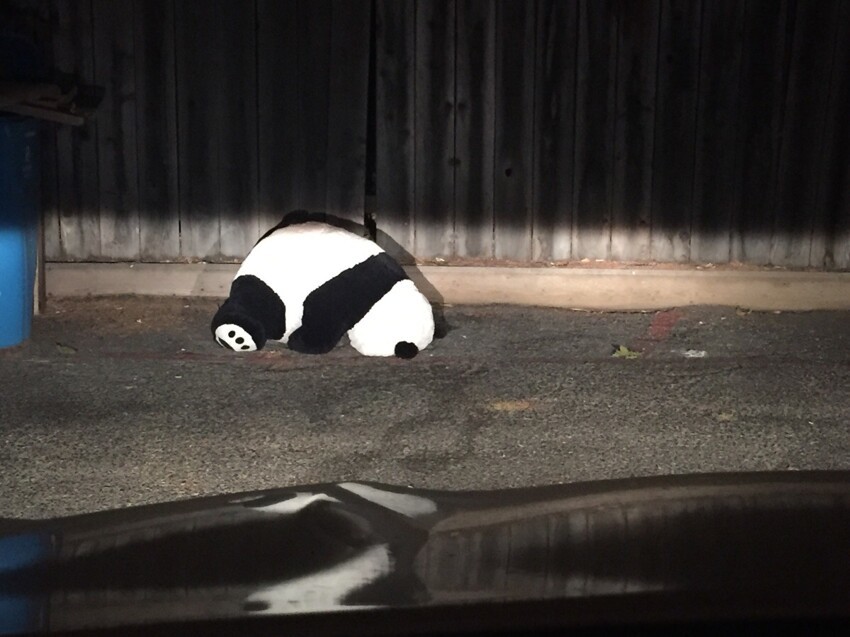 Бедная панда