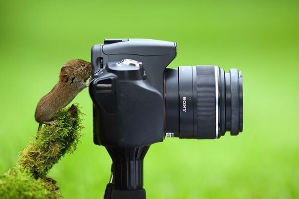Животные, которые ну очень хотят стать фотографами
