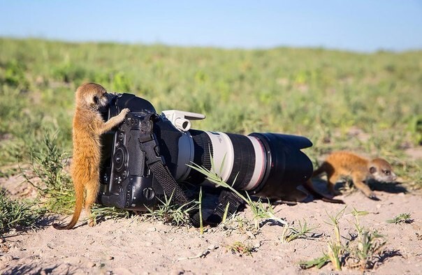 Животные, которые ну очень хотят стать фотографами