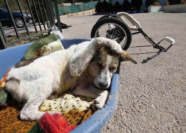 Этот пес живет в Иордании, в переводе его имя означает “белый”