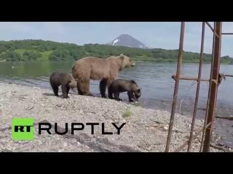 Российский фотограф  сделал редкие кадры бурых медведей на Камчатке 