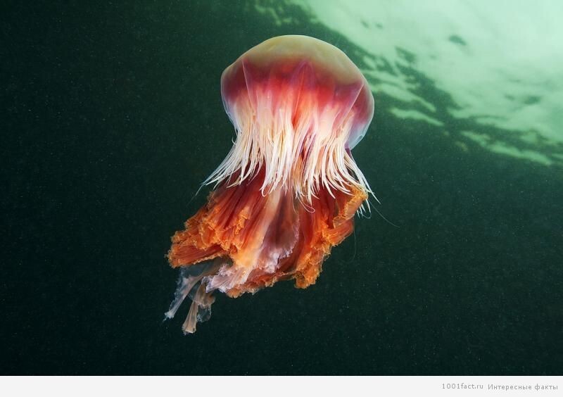Ядовитая медуза