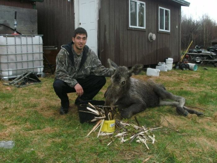 Спасение годовалого лося