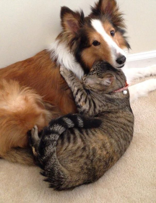 Очаровательные примеры дружбы кошек и собак