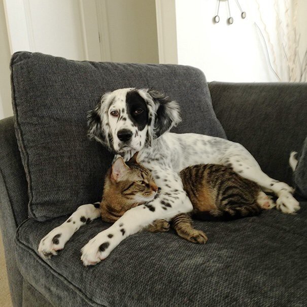 Очаровательные примеры дружбы кошек и собак
