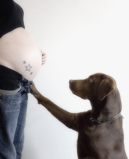  15 невероятно трогательных снимков:  собаки ждут пополнения в семье