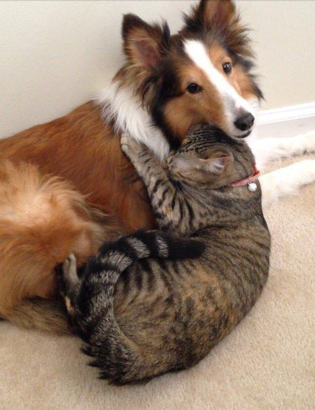  Кажется, будто собака утешает кота  кошки и собаки друзья, кошки и собаки дружат