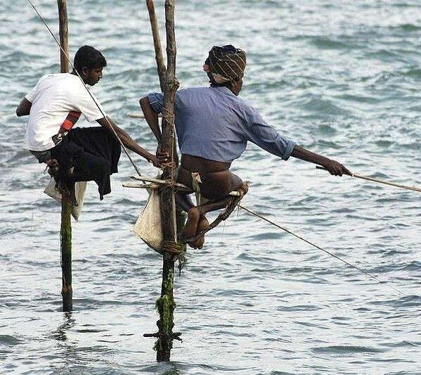 Рыбалка на шестах (Шри-Ланка)