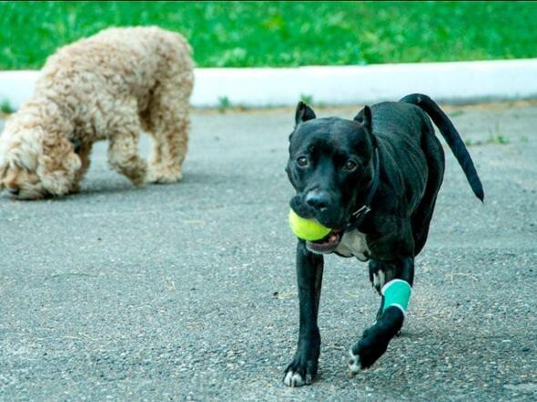 В Томске жертвой догхантеров стала собака-спасатель