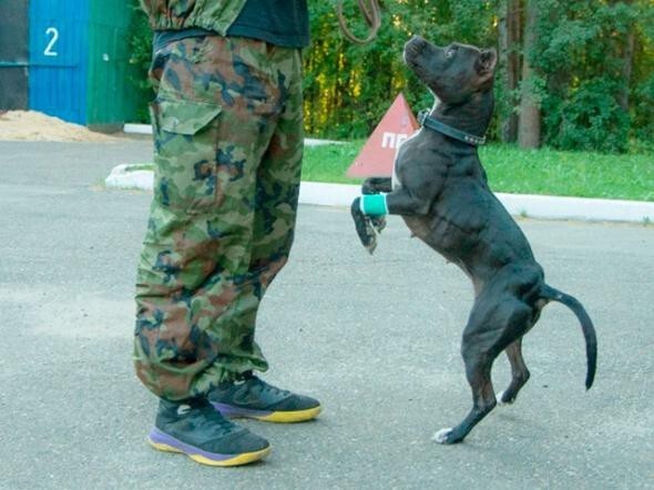В Томске жертвой догхантеров стала собака-спасатель