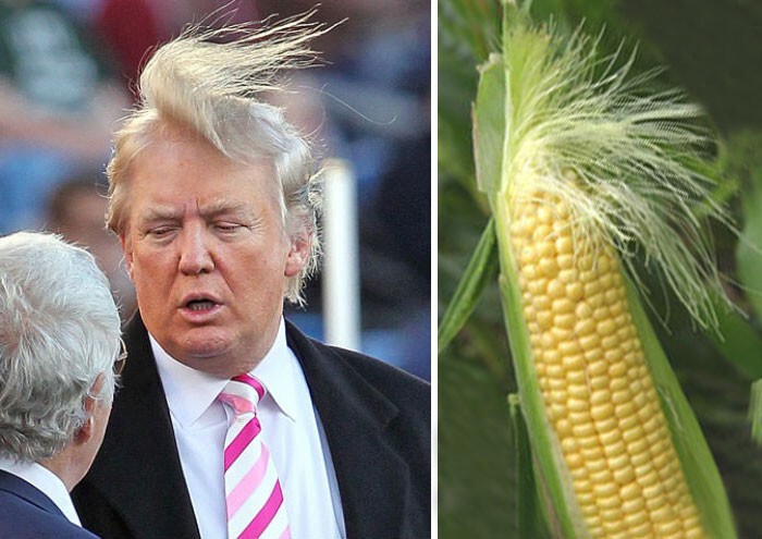 7. Дональд Трамп и этот початок кукурузы 