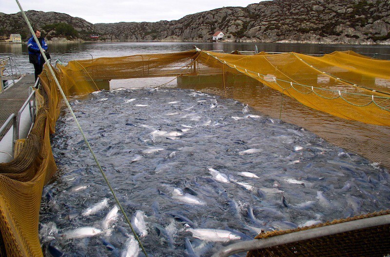 Как выращивают рыбу в Норвегии и в Чили