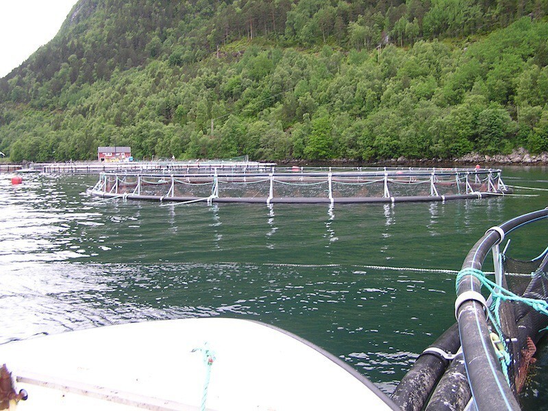 Как выращивают рыбу в Норвегии и в Чили