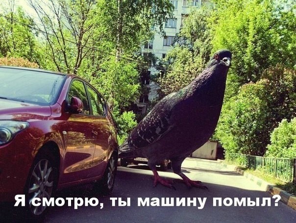 Автоприколы