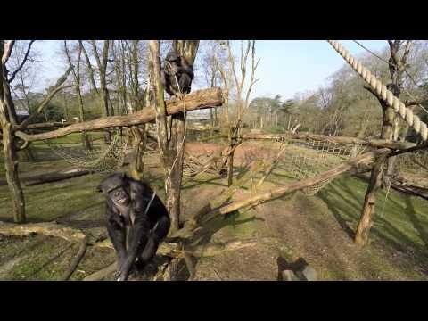 Шимпанзе с палкой против дрона. Дрон сбит 