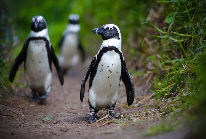 Заблудились. Африканские пингвины в Южной Африке.