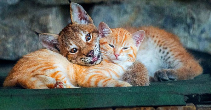 Приёмная мать. В Новосибирском зоопарке кошка стала приёмной матерью для маленького рысенка, который намного больше нее самой.
