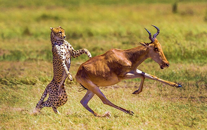 Танцы. Антилопа пытается убежать от гепарда. (Фото Manoj Shah):