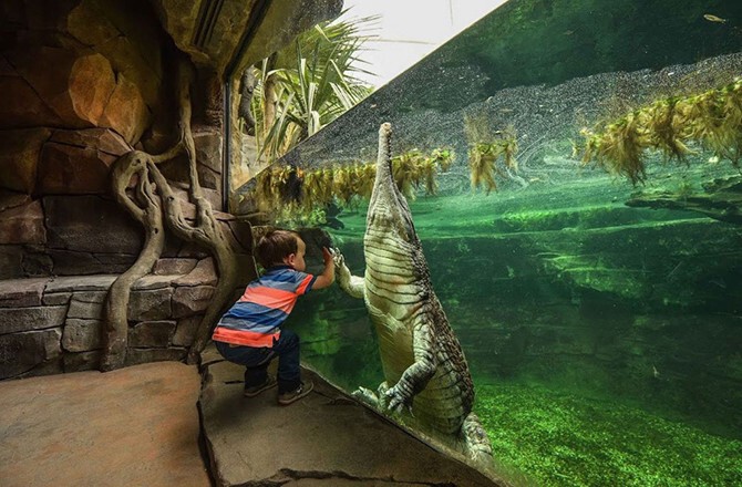 Встреча с динозавром. Крокодил в зоопарке Великобритании. (Фото National Pictures):