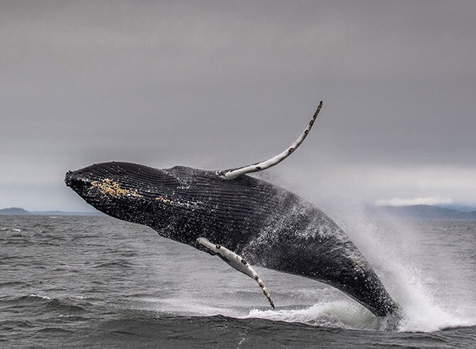 Игривый горбатый кит на Аляске.