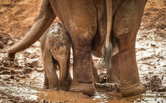 По ворот в грязи. Недельный слоненок в зоопарке Честера. (Фото Chester Zoo):