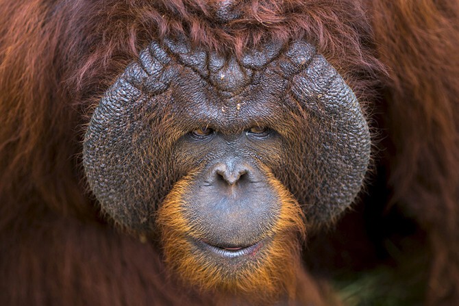 Пристальный взгляд. Орангутанг в зоопарке. (Фото Athit Perawongmetha):