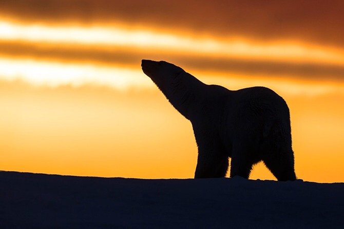 Белый медведь на Аляске.