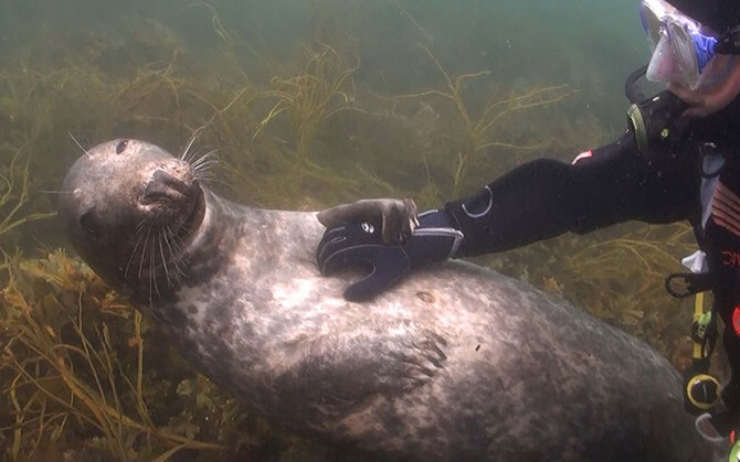 Давай еще! Почеши тюленя под водой. (Фото Nigel Wade):