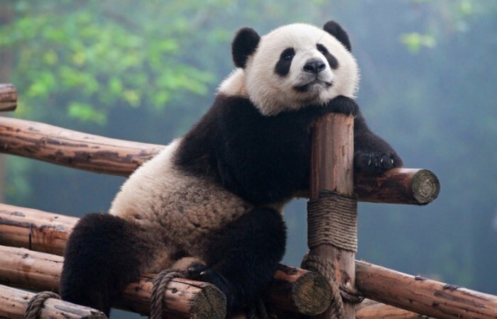  7. Профессиональная панда