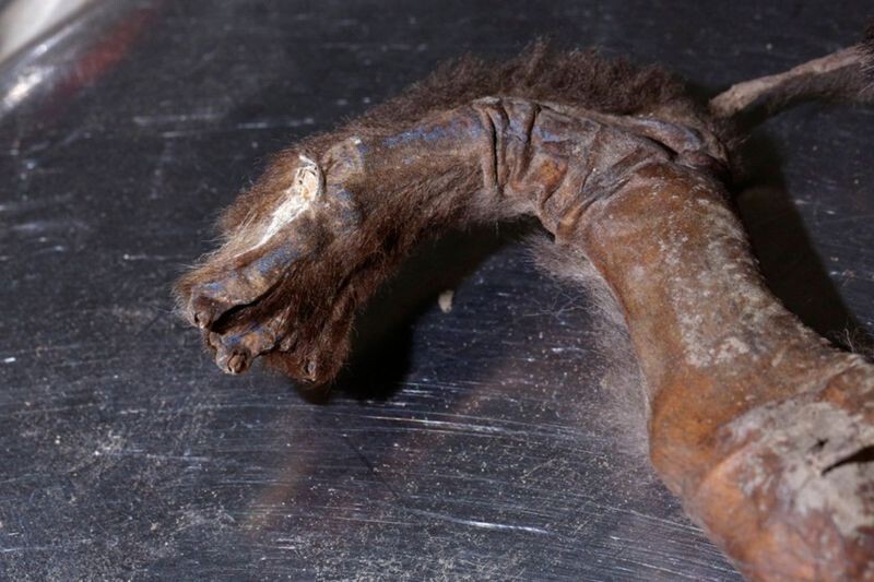 Из вечной мерзлоты Сибири выкопали щенка возрастом 12 000 лет