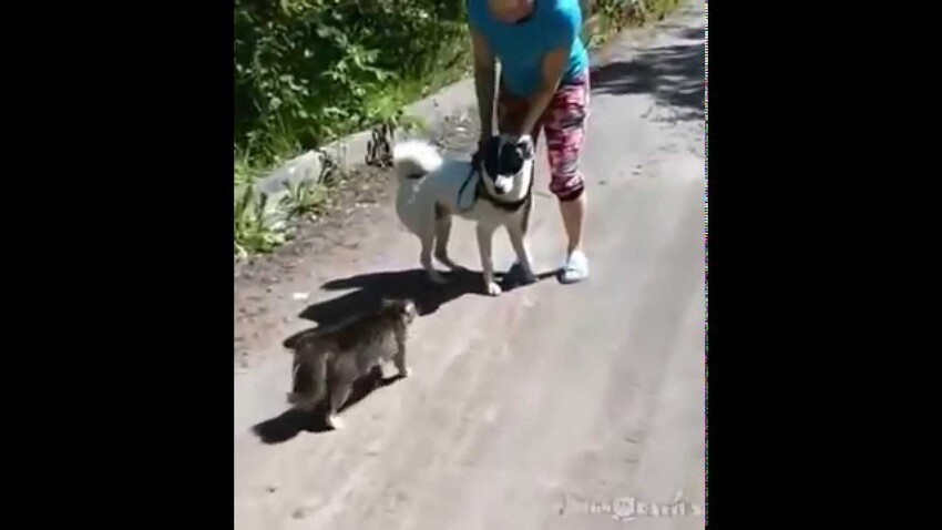 Дуэль кошки и собаки !  