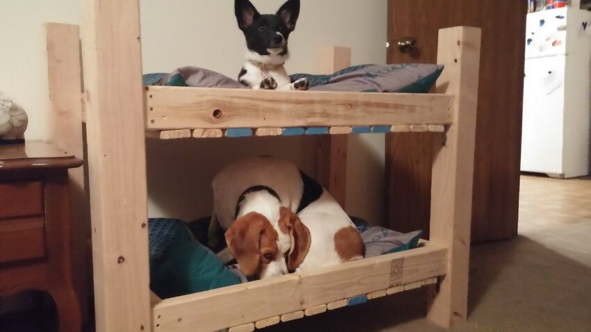 Двухэтажная кровать для собак