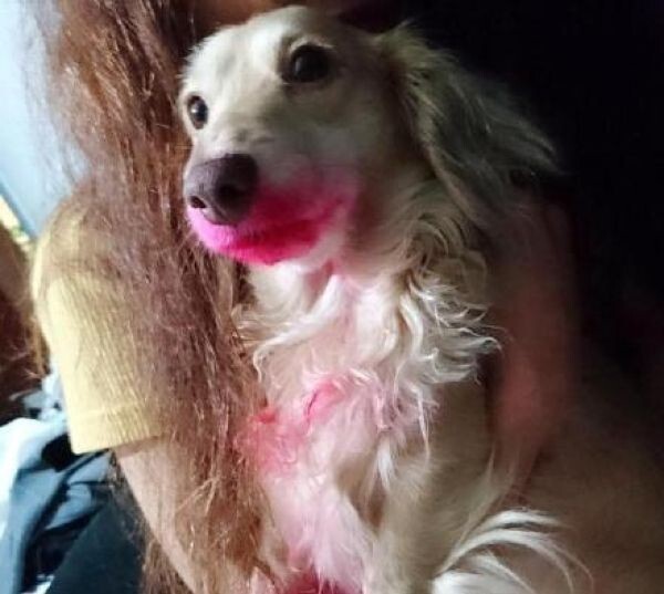 Собака понятия не имеет, что случилось с губной помадой хозяйки