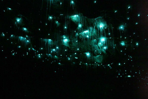 Новозеландские пещеры Вайтомо (мир светлячков)