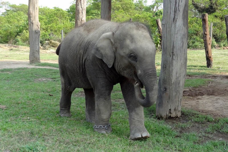 Шок на туристов в парке Зимбабве напал слон!