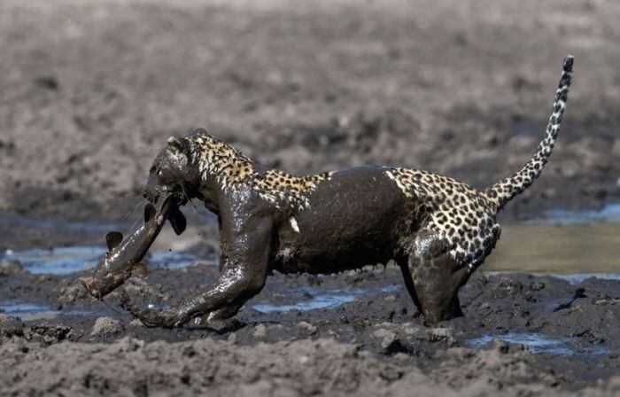 Леопард «порыбачил» в грязи