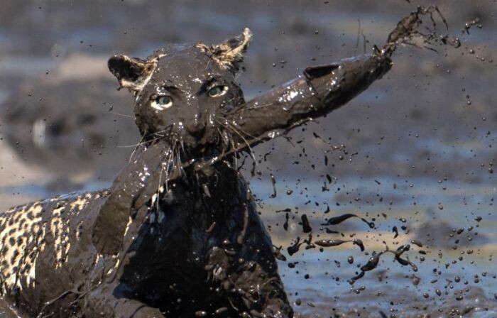 Леопард «порыбачил» в грязи