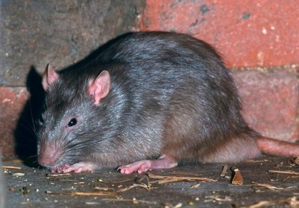 9. Канализационные крысы выживают за счет своего интеллекта и выносливости