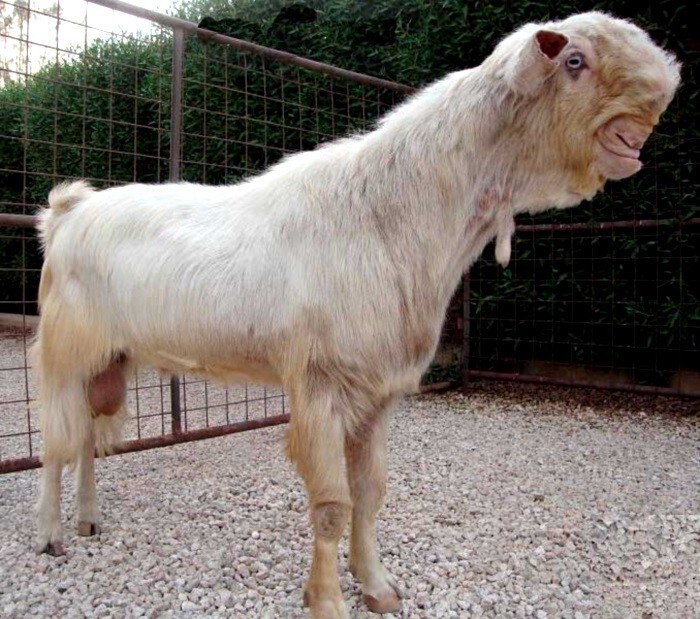3. Дамасские козы