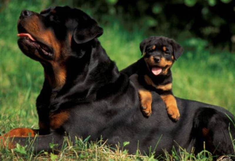 Взрослые собаки и их щенки