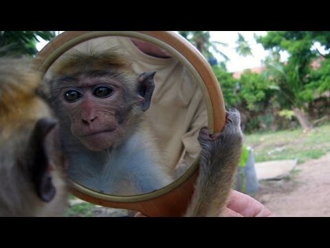 Животные и Зеркало 