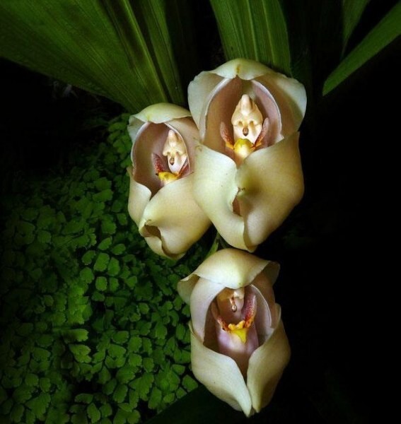  Запеленованные младенцы (Anguloa Uniflora)