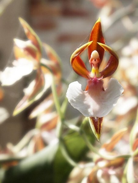  Орхидея, похожая на балерину
