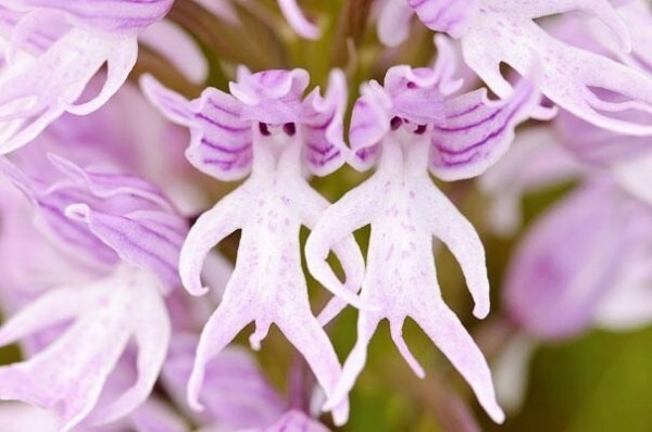 Орхидея голый мужик (Ятрышник Италийский)