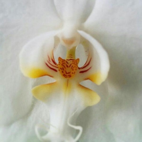 Орхидея похожая на голову тигра