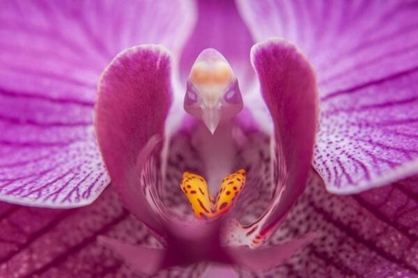 Орхидея-голубка (Фаленопсис)