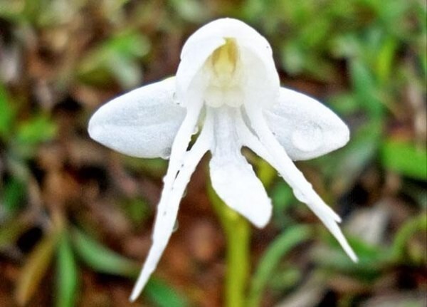 Ангельская орхидея (Habenaria Grandifloriformis)